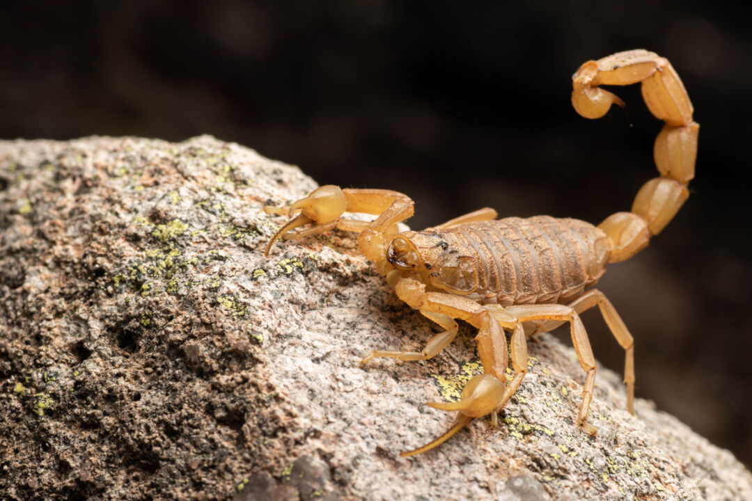 Escorpiões: temidos pela população e importantes para a natureza