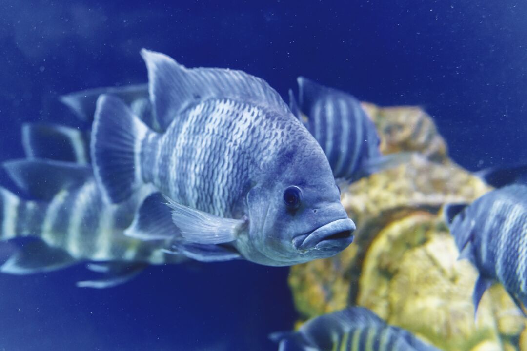 Brasil produziu quase 900 mil toneladas de peixes de cultivo