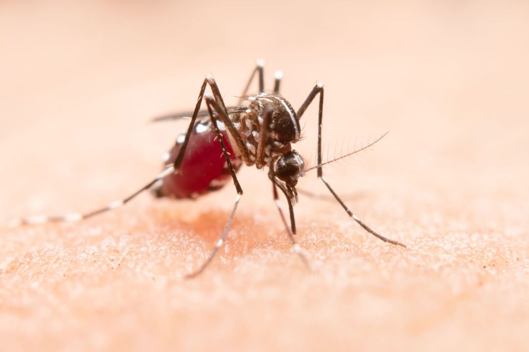 Prevenção contra a dengue deve ocorrer também em propriedades rurais