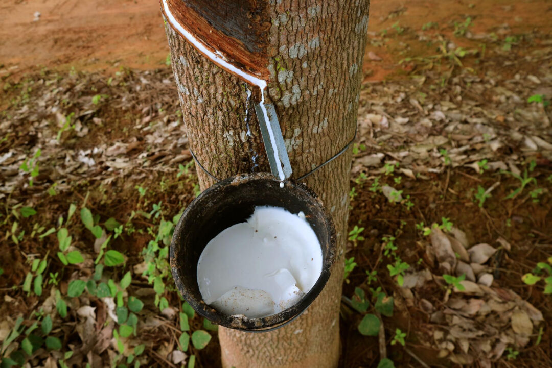 Governo destinará R$ 70 milhões para escoamento de borracha