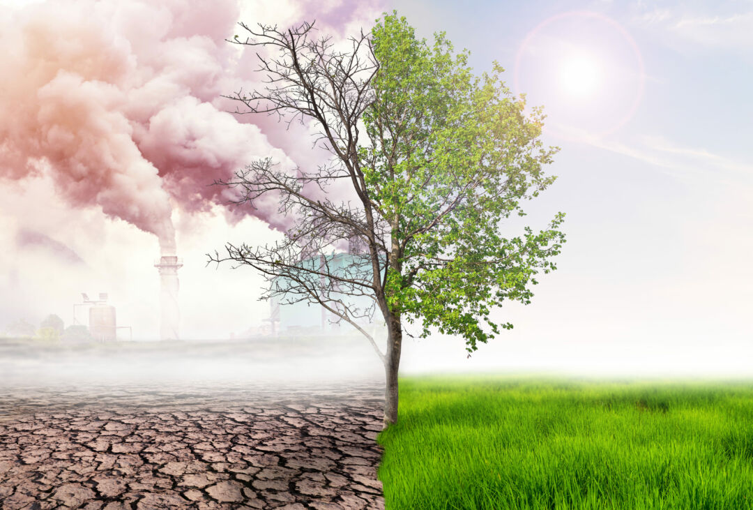 Mudanças climáticas provocarão perda de habitat para 40 espécies