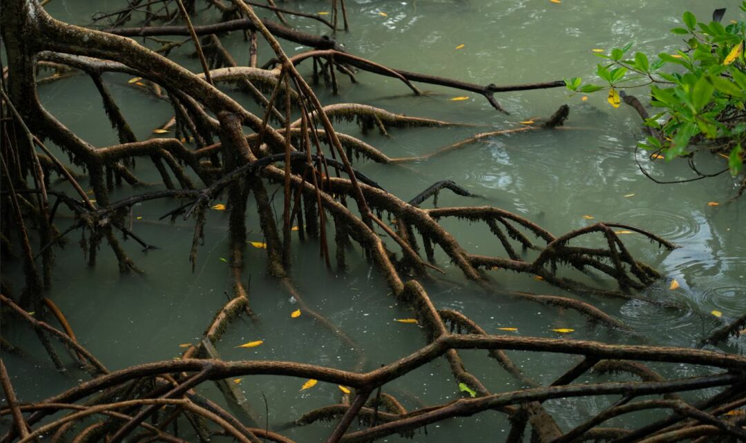 Manguezais podem ajudar Brasil a reduzir emissão de carbono, aponta pesquisa