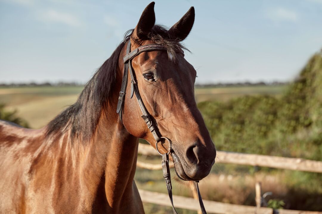 Cavalos mais saudáveis? Conheça o composto que tem ajudado na recuperação dos cavalos