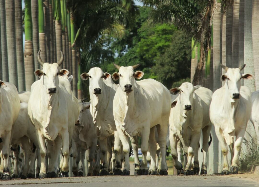 Leilão virtual com mais de 800 animais Nelore Heringer neste sábado (10)