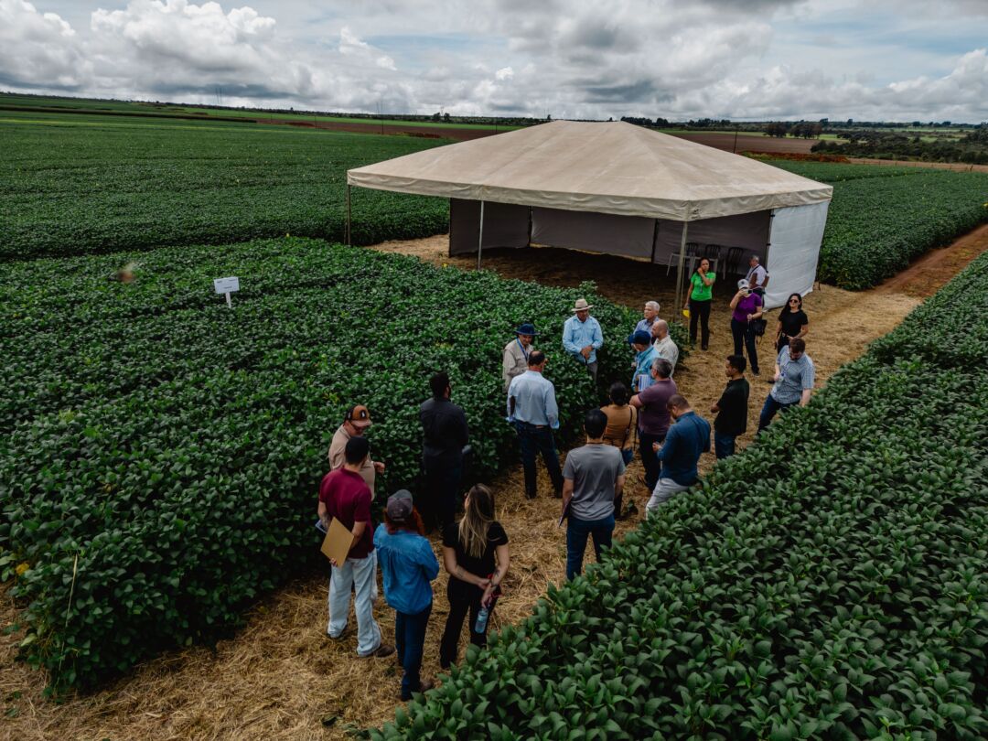 Abrapa e Aprosoja miram no combate à mancha-alvo