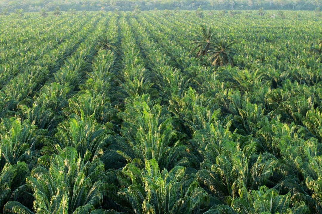 Agronegócio: o maior negócio do Brasil