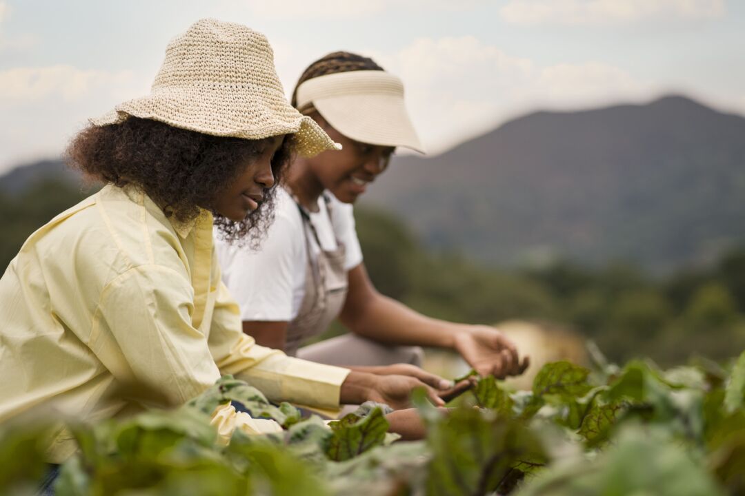 Coop apresenta demandas para o Plano Safra da Agricultura Familiar
