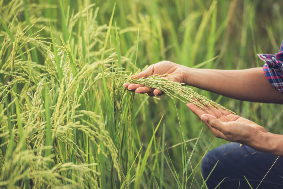 Arroz, frutas e derivados de leite devem ficar mais caros devido aos temporais no Rio Grande do Sul