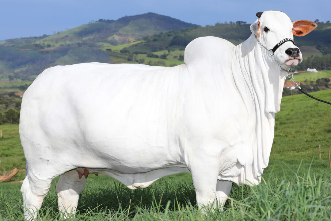 Prenhez da vaca Viatina-19 FIV rende R$ 3 milhões no leilão Agro Solidário