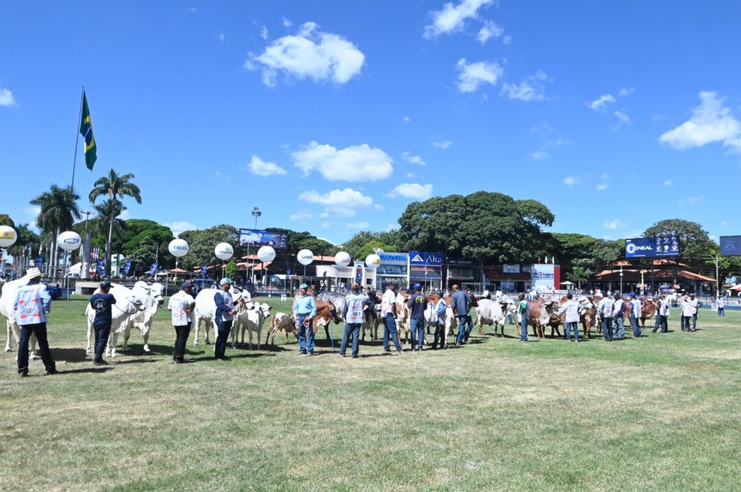 Eleitas as melhores vacas matrizes e para frigorífico durante Expozebu