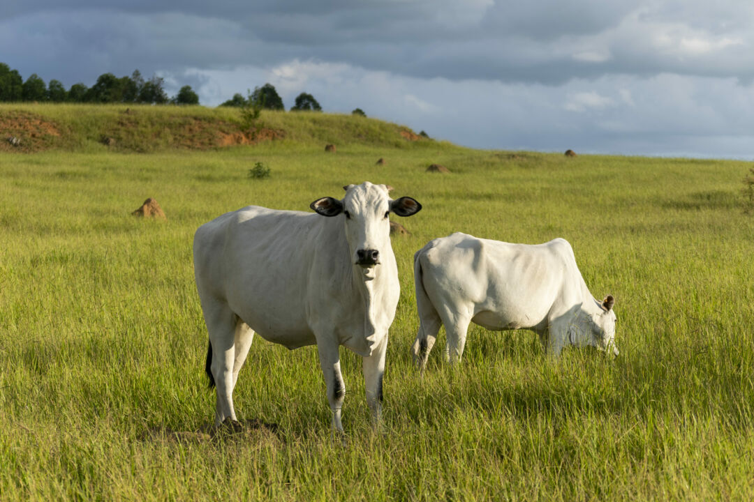China dá sinal verde ao status sanitário brasileiro e reforça confiança no agro