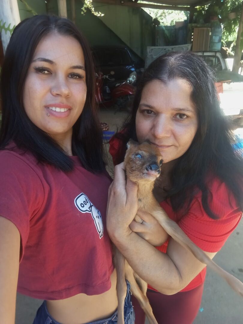 Família dá até mamadeira para cuidar de filhote de veado encontrado ferido