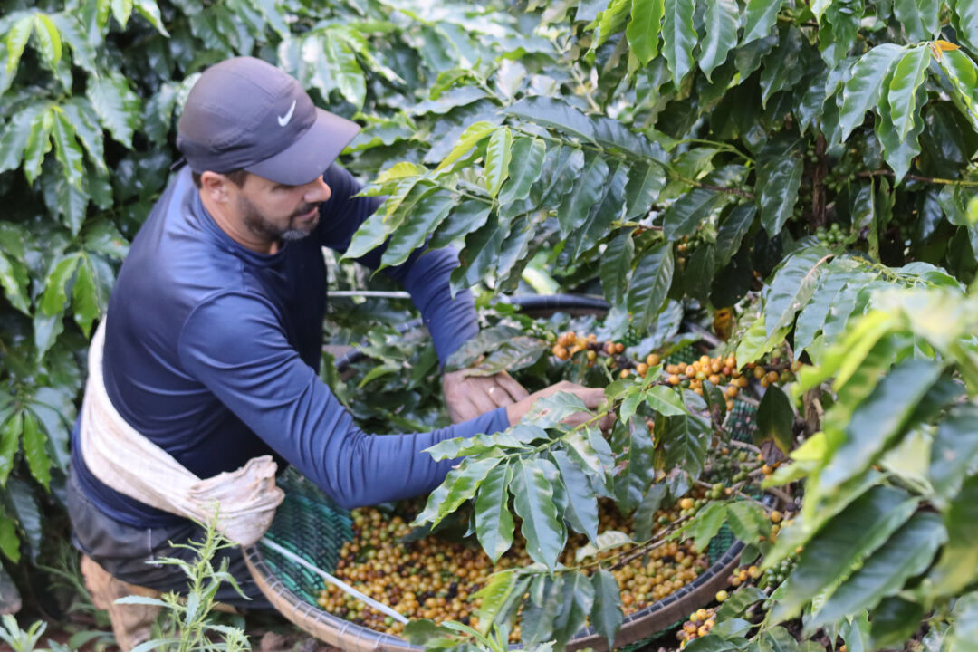 Dia Mundial do Café reforça liderança do Brasil e aponta novos rumos para o setor