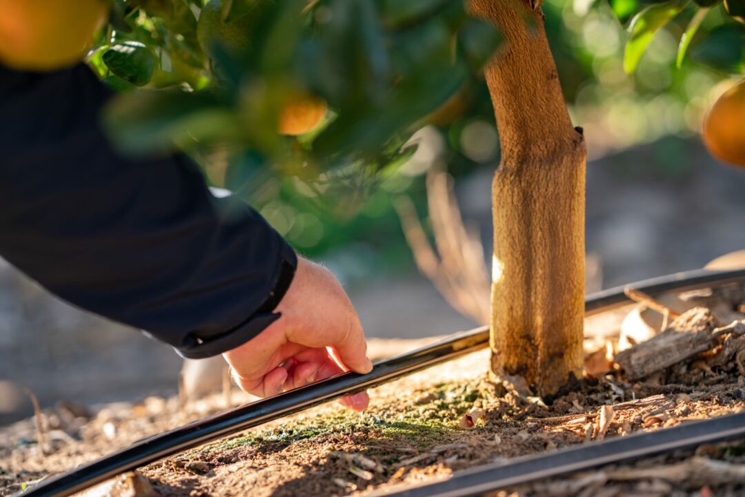 Cooperativa visa impulsionar a sustentabilidade na agricultura com irrigação por gotejamento