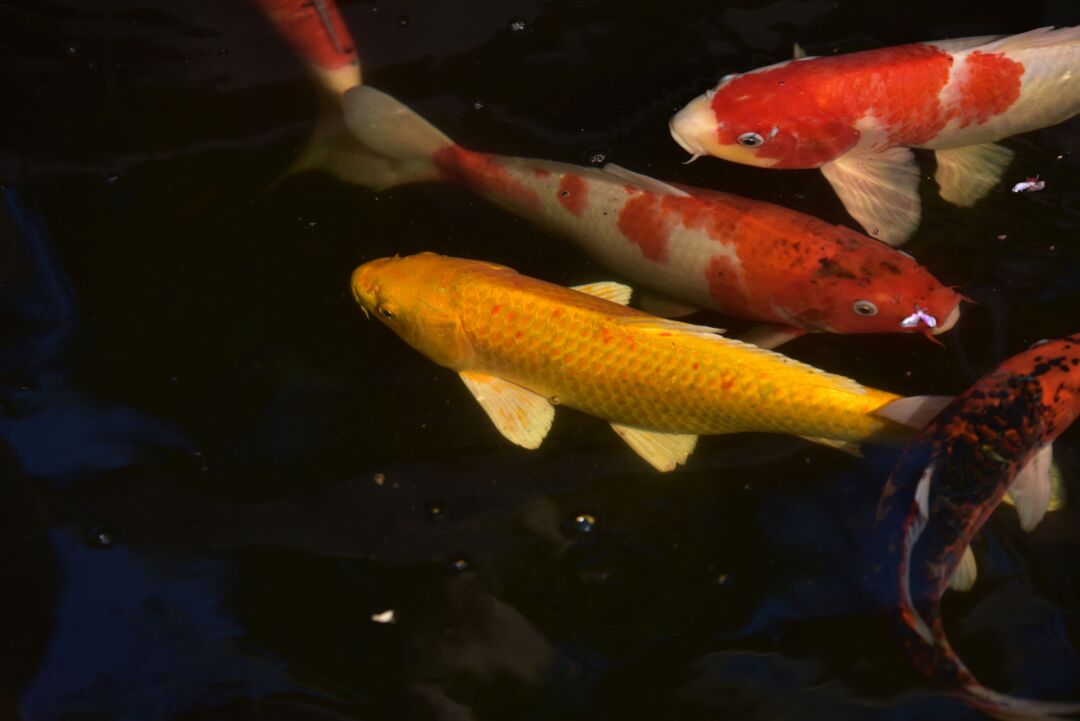 Abertura de mercado para peixes ornamentais nas Filipinas