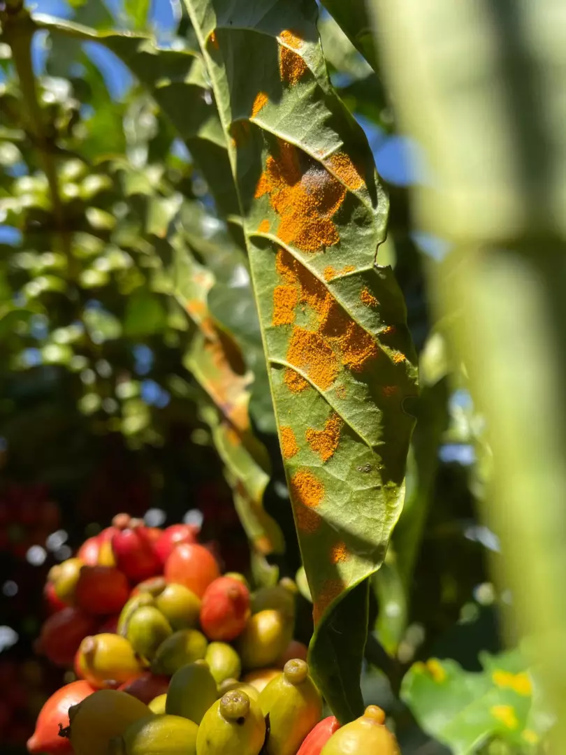 Estudo procura ferramentas para ajudar cafeicultores do ES no combate à ferrugem