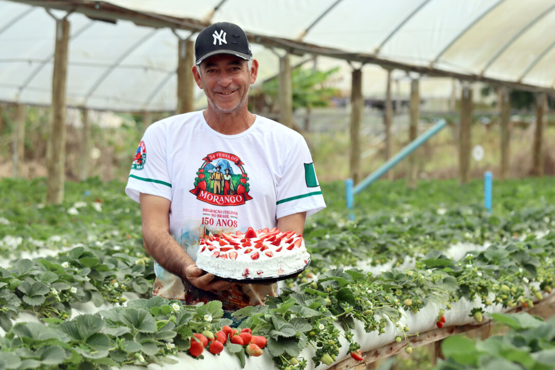 Tortas terão mais de 500 quilos de morangos de pequenos agricultores em Pedra Azul