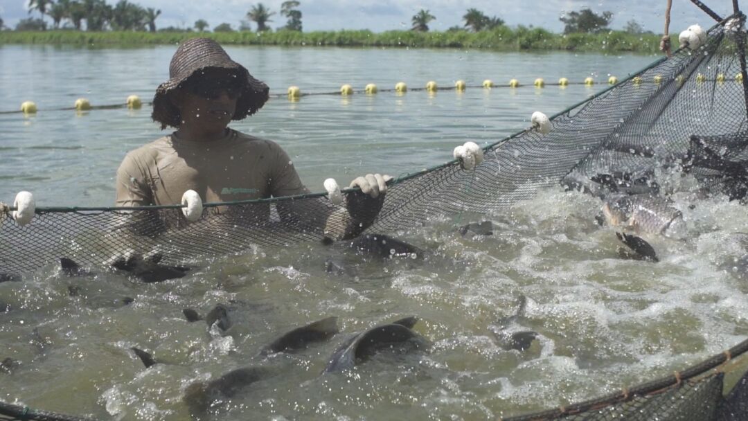 Estiagem afeta a produção de peixe para atender à demanda no Tocantins