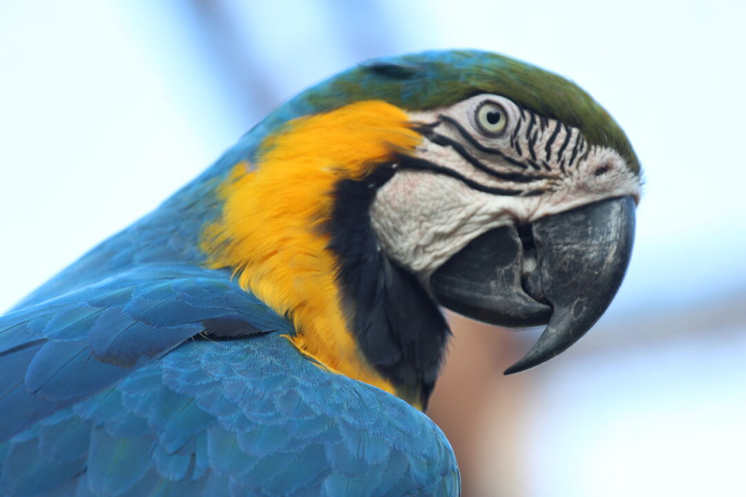 Aves brasileiras de exibição e reprodução serão exportadas para o México