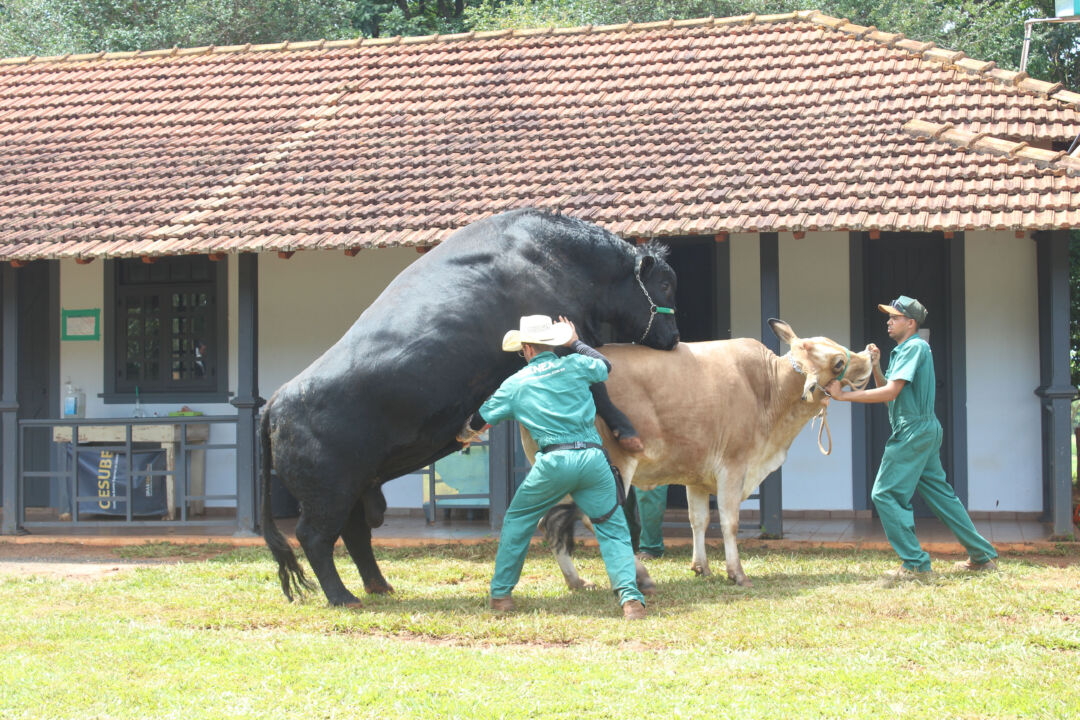 Anuário de genética bovina traça panorama do mercado e aponta tendências para a pecuária