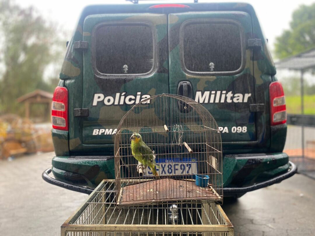 Polícia Ambiental apreende papagaio em Domingos Martins