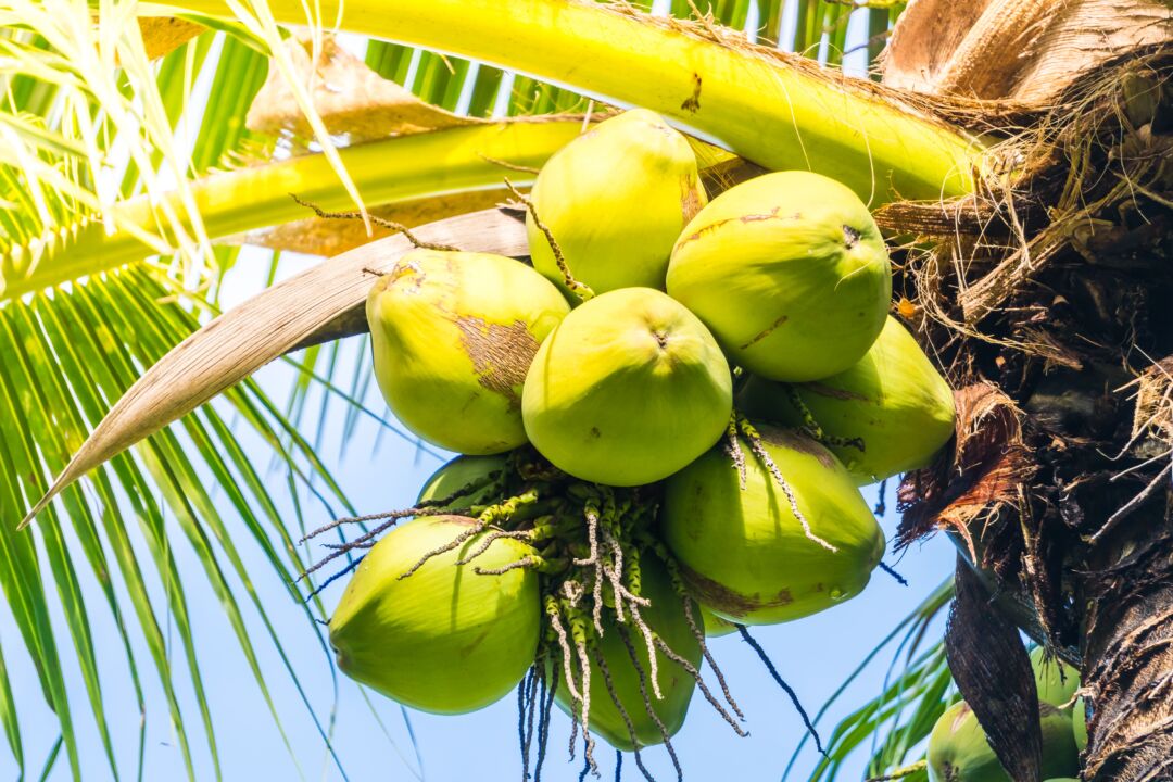 Brasil lança programa para fortalecer a produção de coco de qualidade