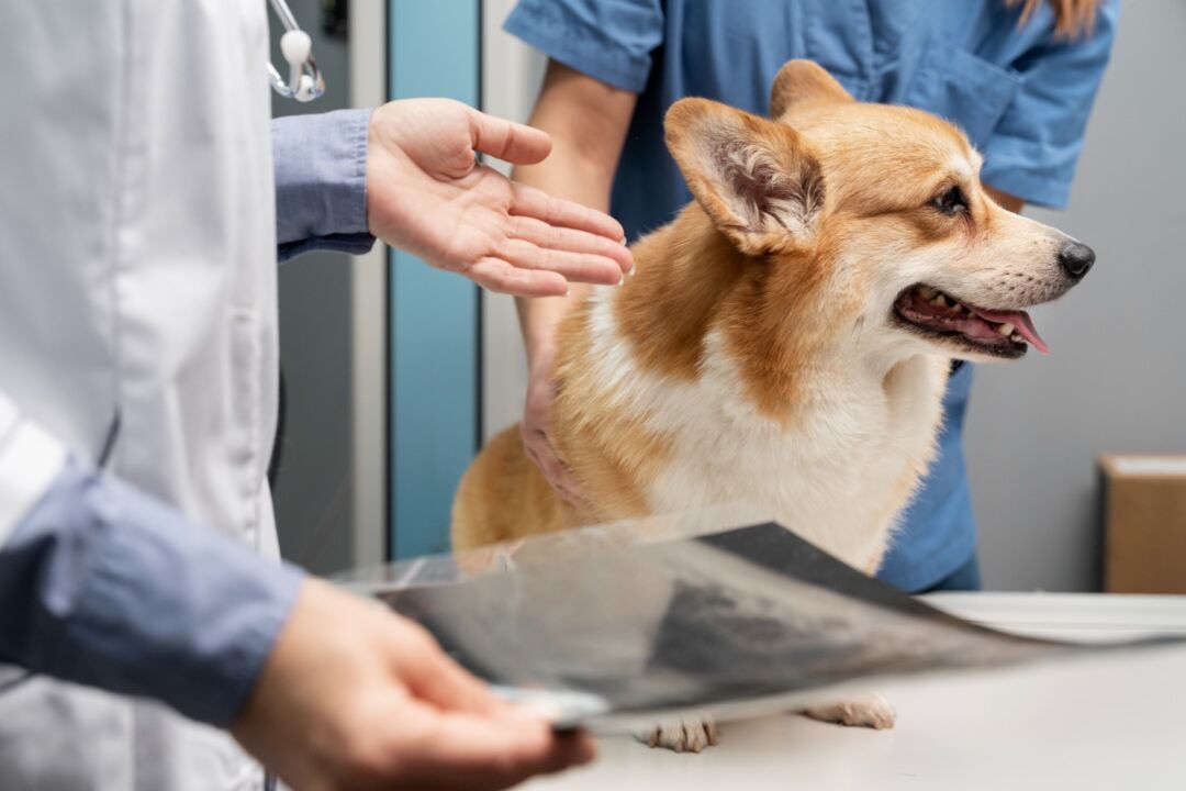 Justiça concede pensão alimentícia de R$ 420 para cachorro em tratamento