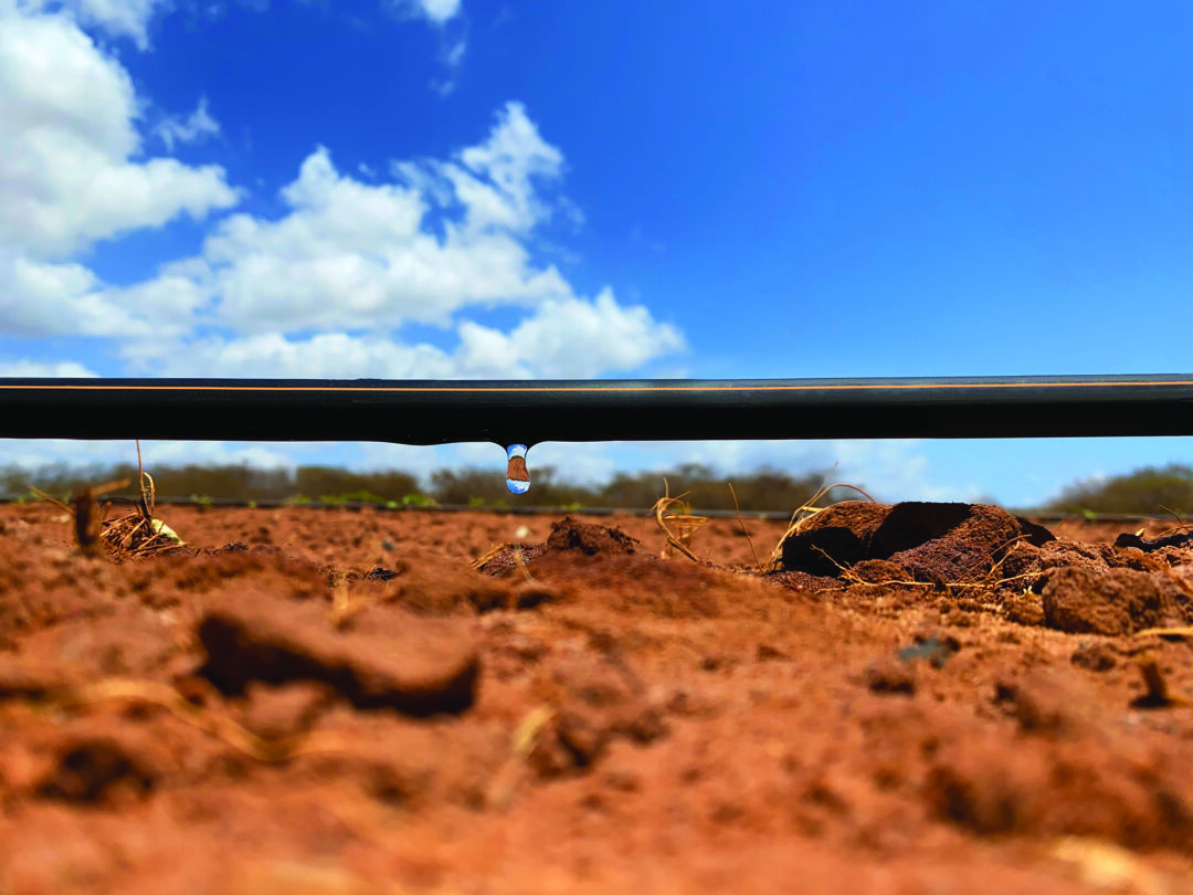 Irrigação por gotejamento: solução para a pior crise hídrica em 70 anos no Brasil