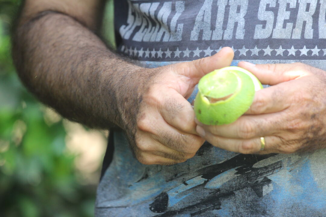 Onda de calor e seca desafiam citricultura paulista e colocam próxima safra em risco