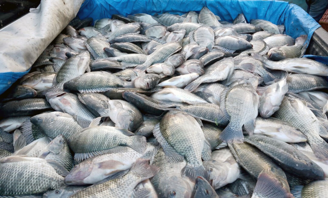 Peixes Peixes