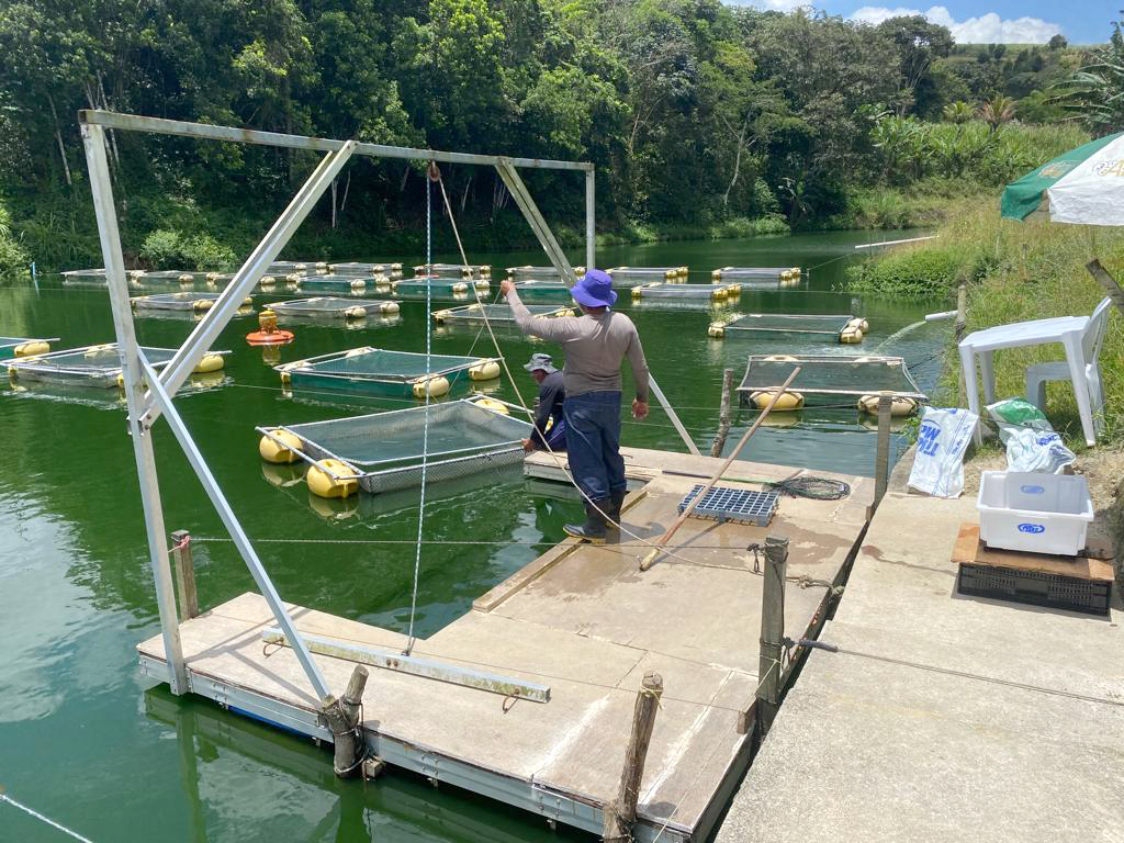 Produção de peixes em Pernambuco Produção de peixes em Pernambuco