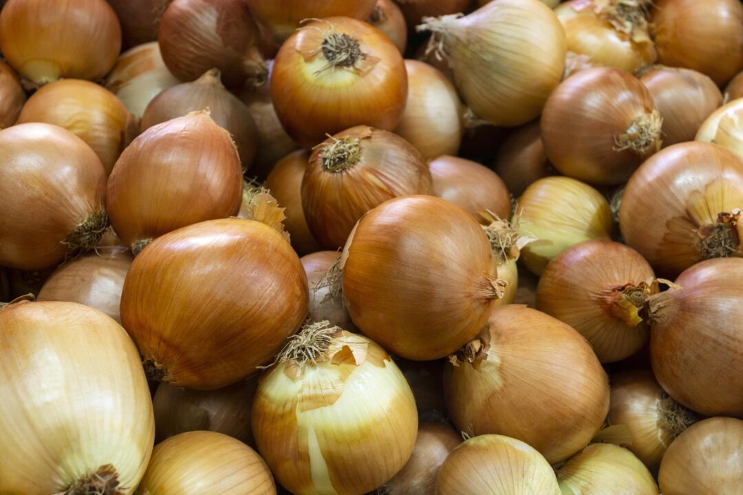 Nova variedade de cebola promete aumentar produtividade no campo