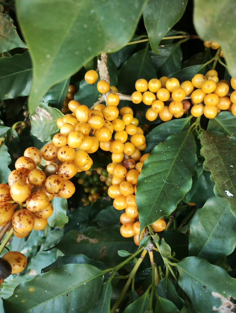 O cultivo de café pode ser, ao mesmo tempo, produtivo e sustentável.