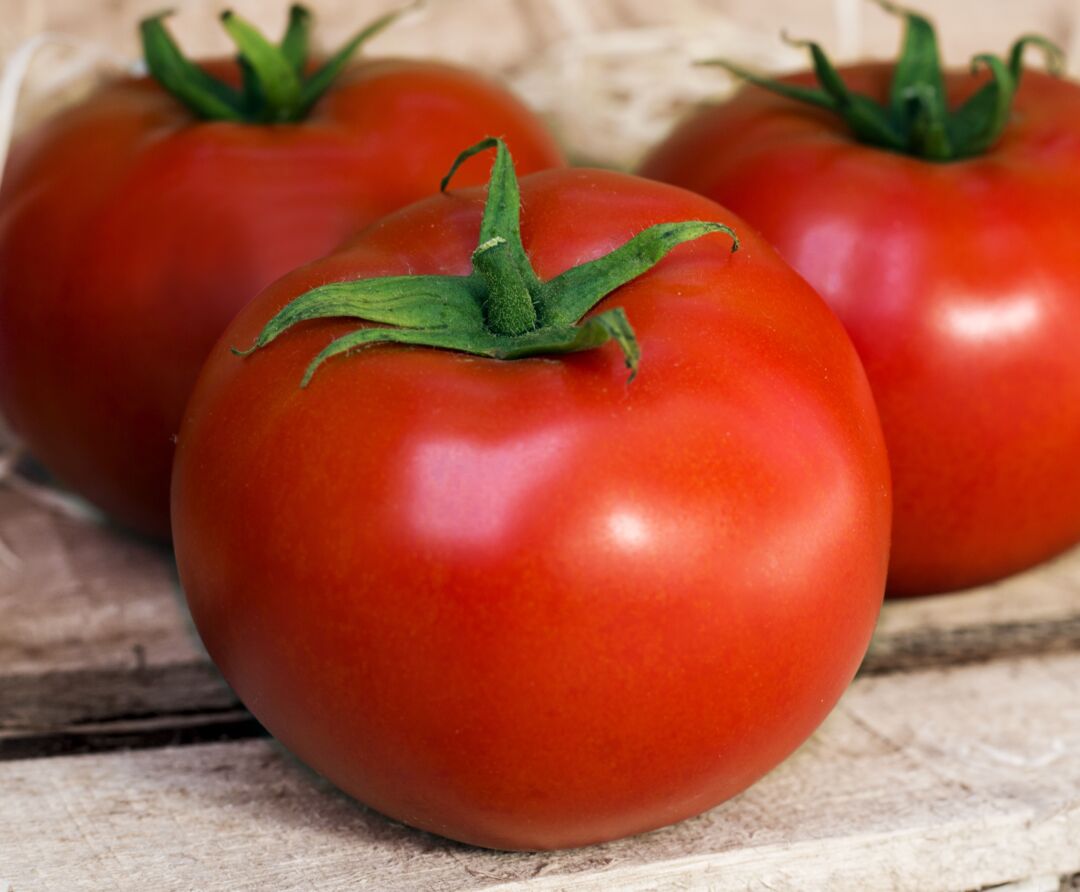 Produtores do Espírito Santo buscam tomate híbrido para lavouras