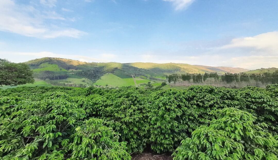 Mais uma região produtora de café conquista Indicação Geográfica