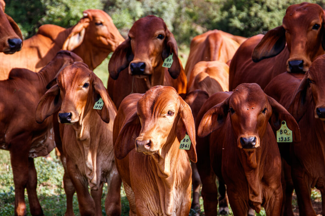 Boas práticas no manejo melhoram saúde e desempenho dos bezerros