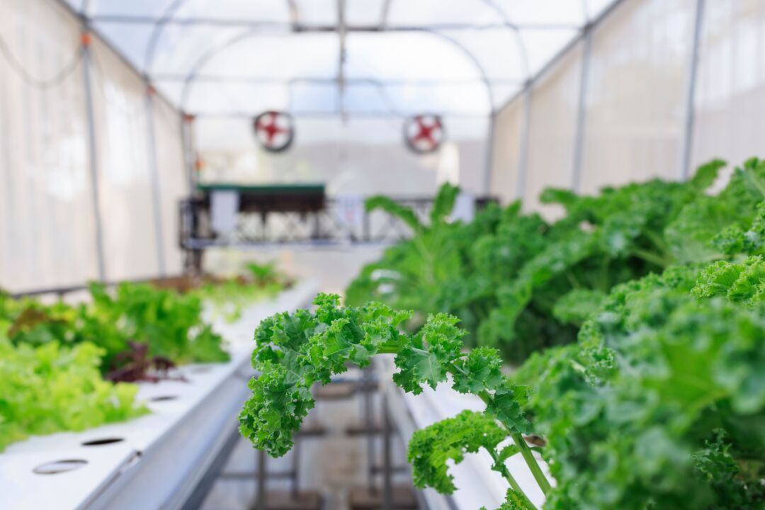 Uma fazenda no coração da cidade