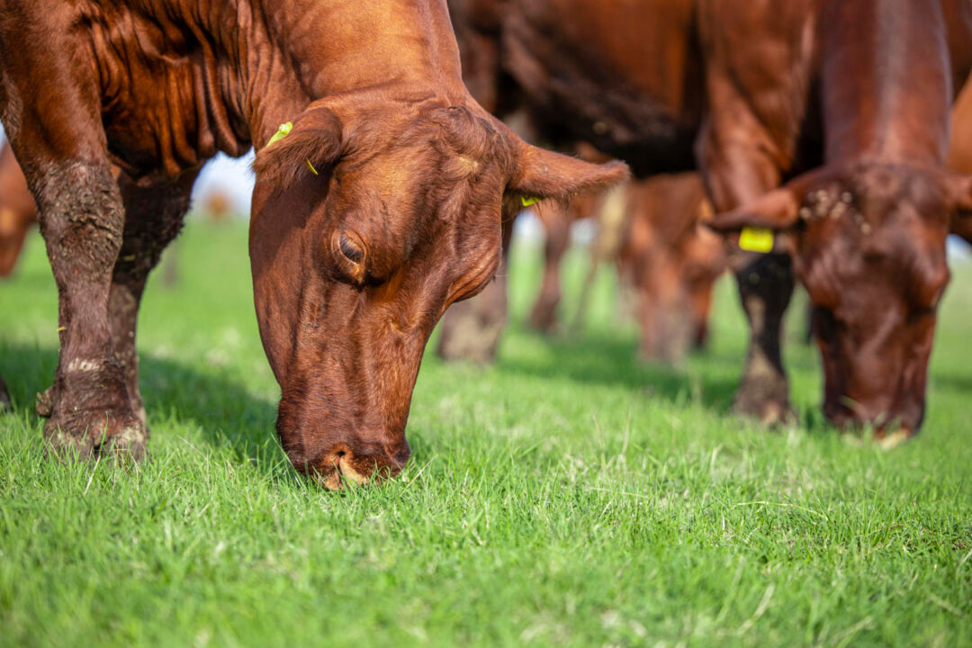 Parceria entre Sicoob e Embrapa impulsiona pecuária sustentável