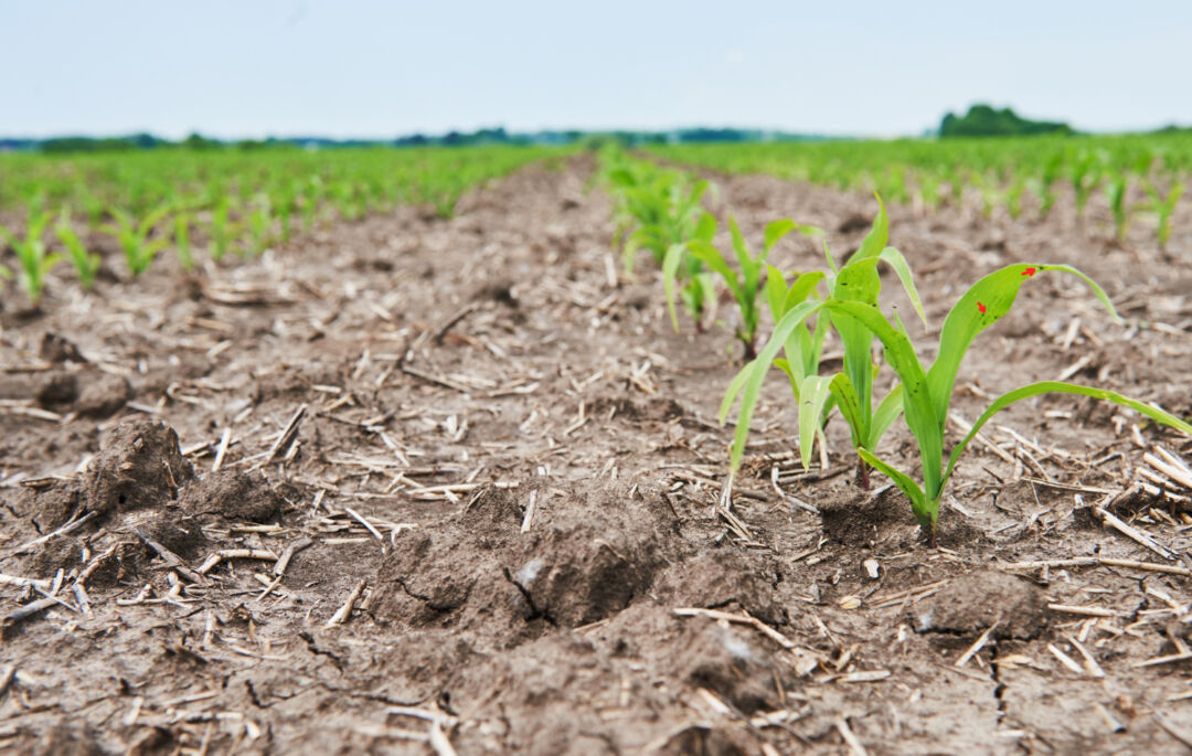 Conab analisa o impacto das chuvas na safra 2024/25 em Boletim de Monitoramento Agrícola