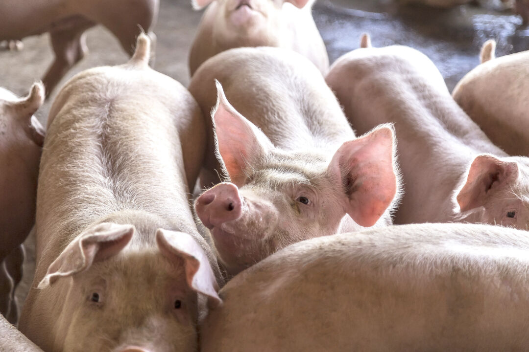 Brasil e China avançam em acordo sanitário para ampliar exportação de carne suína e miúdos