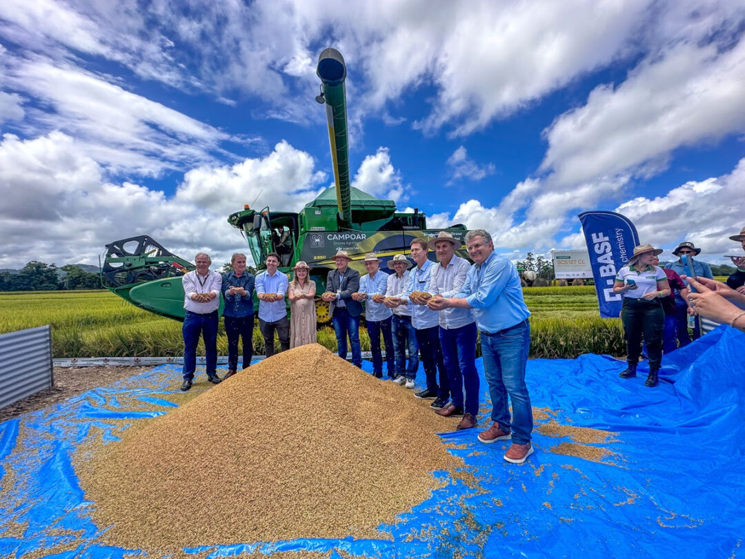 Colheita de arroz começa em Santa Catarina e previsão é aumentar a produtividade