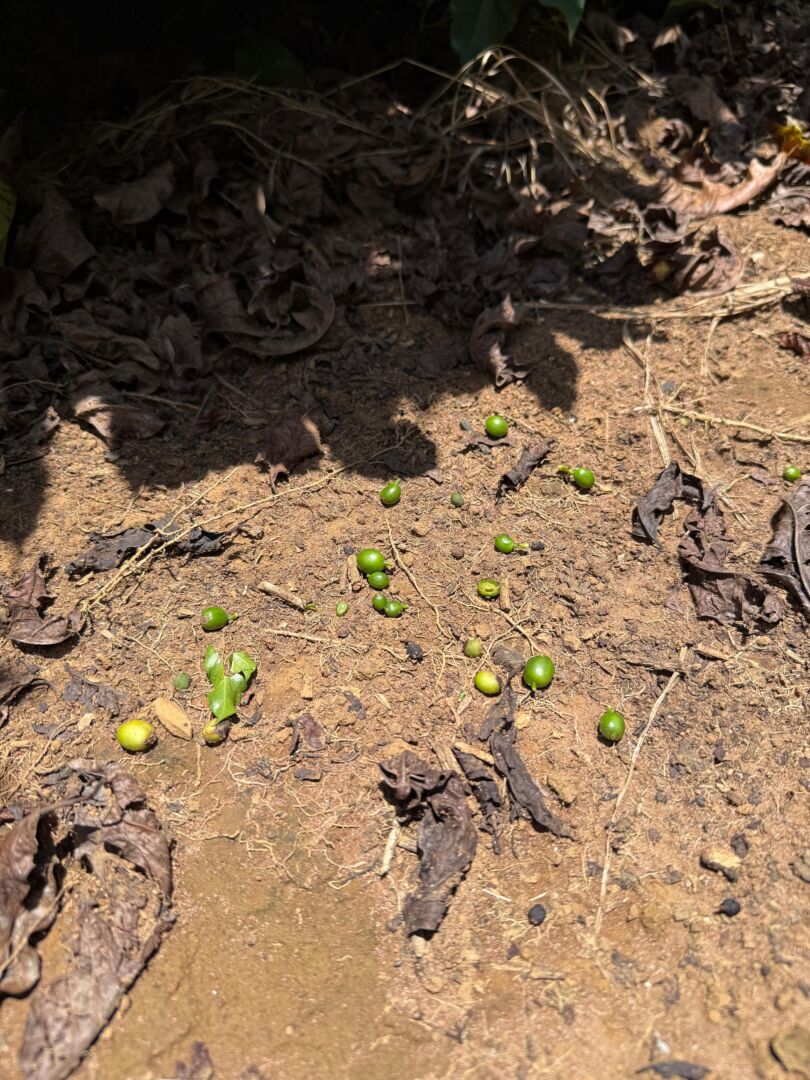 Manejo correto pode reduzir perdas na safra de café após seca severa