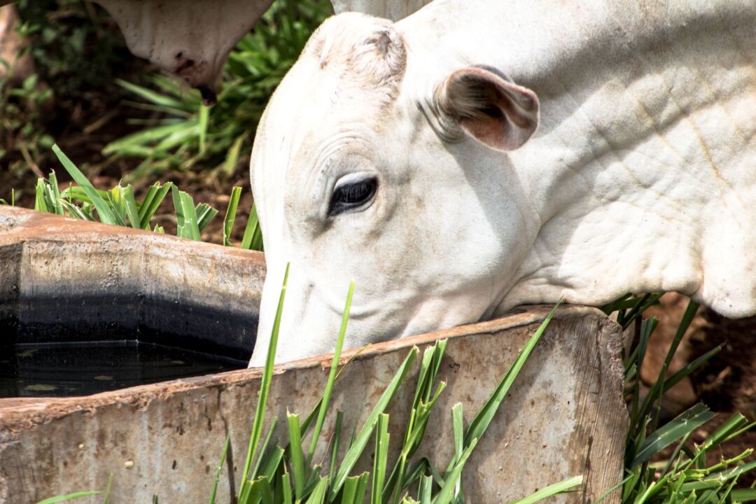 Calor extremo impacta o rebanho bovino e pode comprometer o ganho de peso
