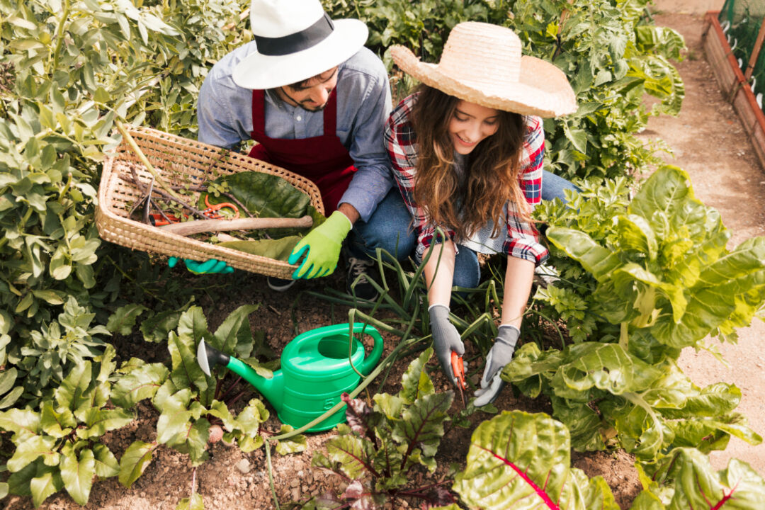 Agricultura familiar e cooperativismo: uma parceria que transforma o campo