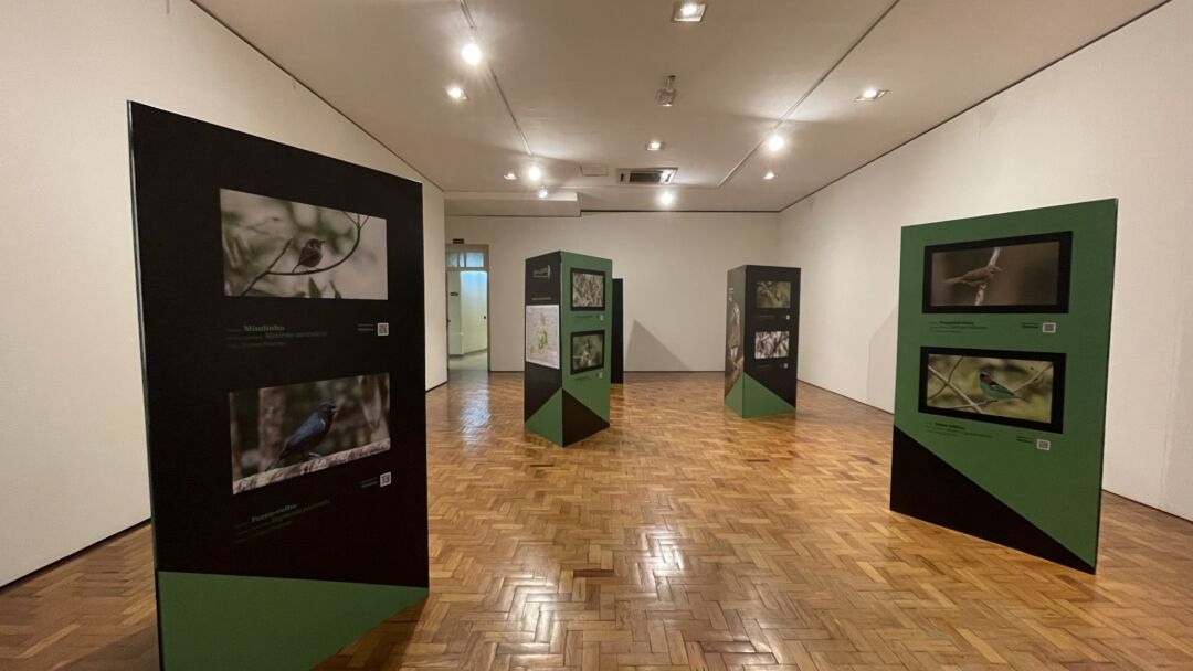 Exposição destaca aves ameaçadas e a importância da conservação ambiental