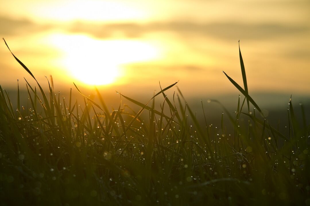 Calor extremo exige medidas para proteger a produção agrícola