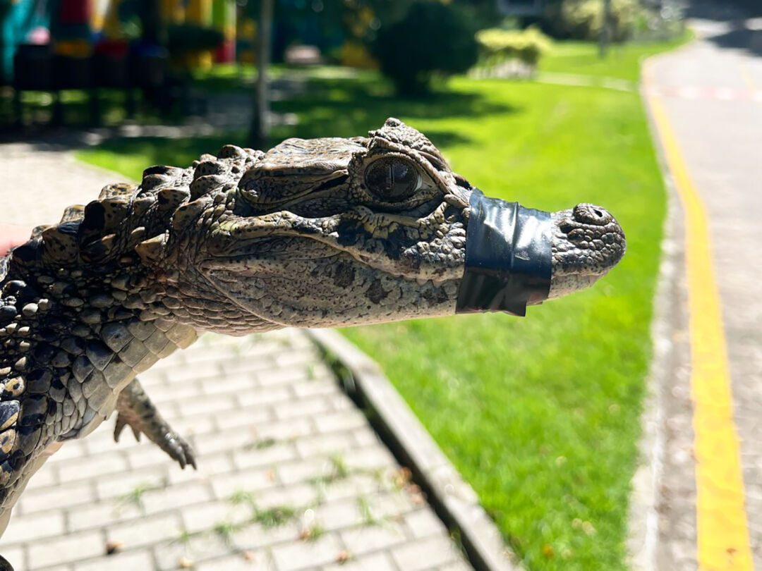Jacarés invadem área urbana da capital capixaba durante o Carnaval e são resgatados por especialistas