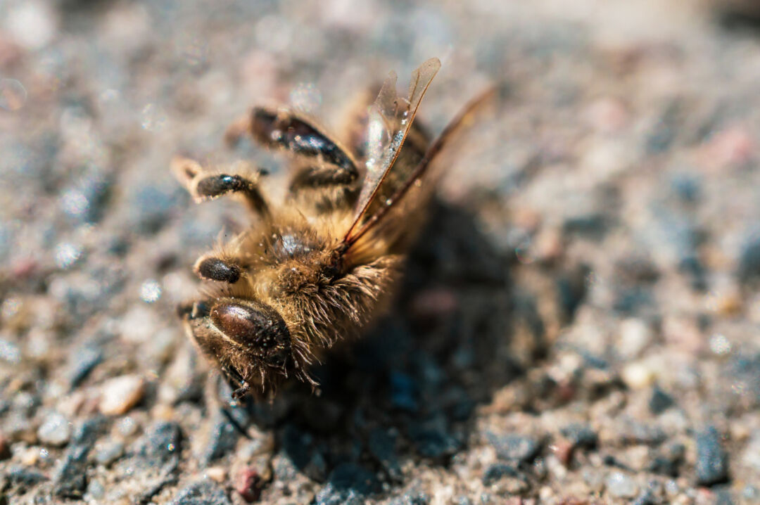 Saiba como notificar mortes ou doenças em abelhas ao Idaf e proteger a sanidade dos apiários