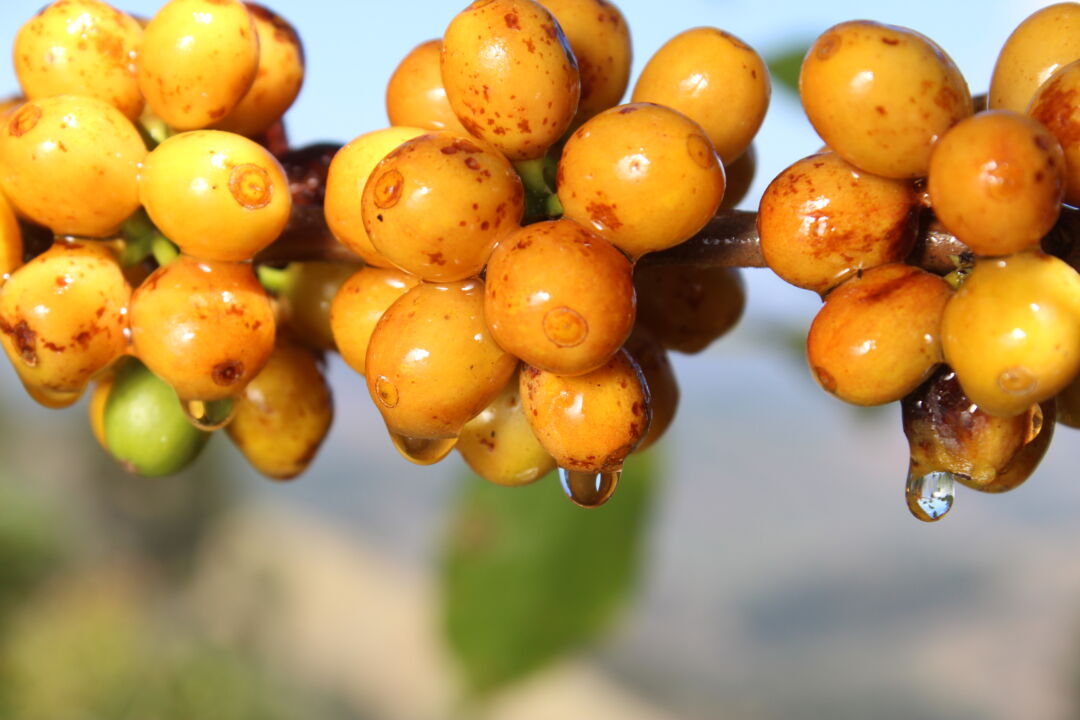 Marechal Floriano sedia dia de campo com foco em qualidade e inovação do café arábica
