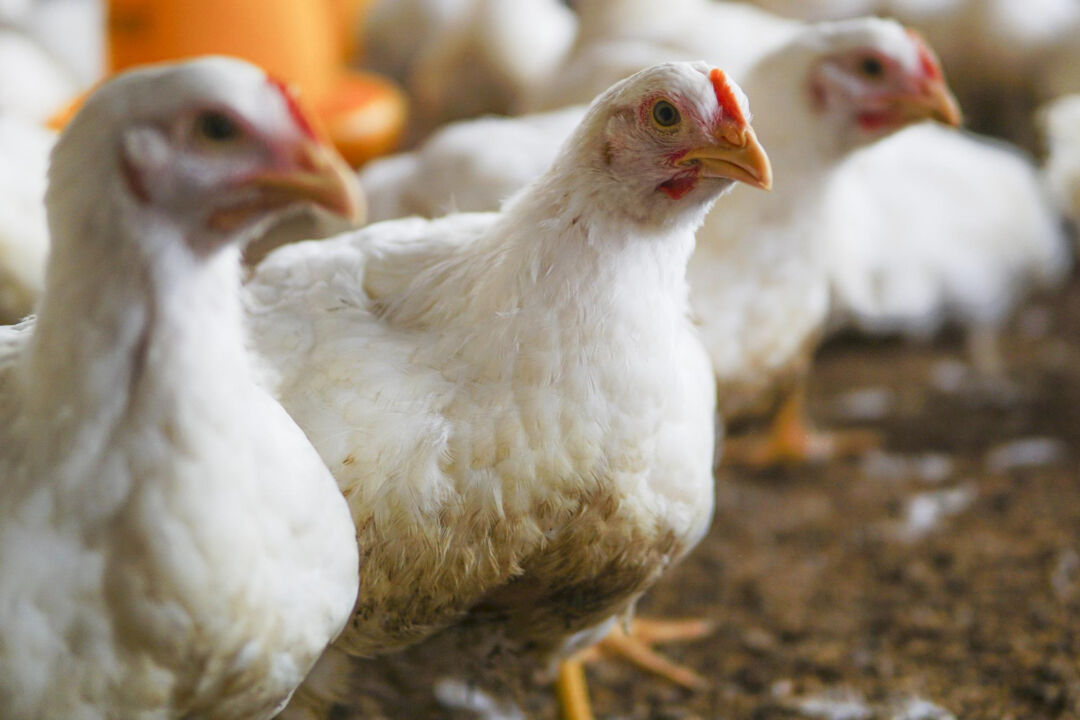 Exportação de frango é suspensa por 27 países após foco de gripe aviária
